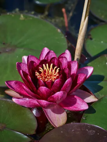Garten im Landhaus Huber, Sommerurlaub in Altenmarkt im Pongau Garten im Landhaus Huber, Sommerurlaub in Altenmarkt im Pongau