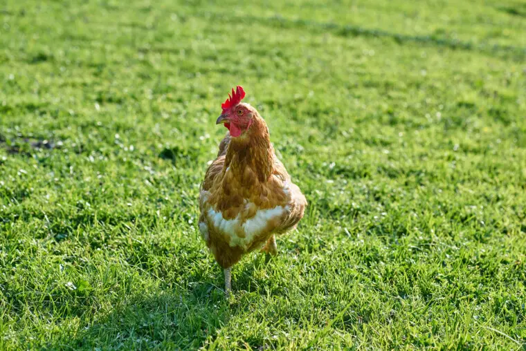 Garten im Landhaus Huber, Sommerurlaub in Altenmarkt im Pongau Garten Landhaus Huber Sommerurlaub Altenmarkt 5