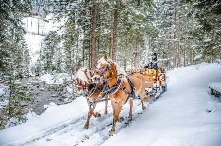 Pferdeschlittenfahrten - Winterurlaub in Altenmarkt-Zauchensee